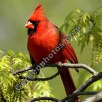 Northern Cardinal Vertical