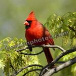 Cardinal Horizontal