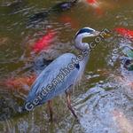 The Guardian - Great Blue Heron