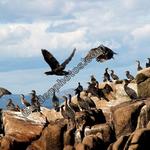 Flipping Out - Cormorants