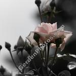 Shaddow Rose